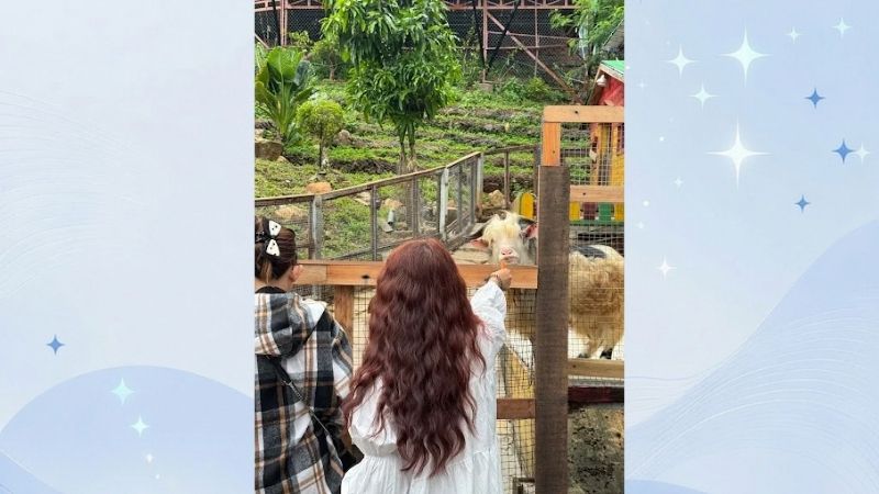 cà phê thú cưng ở vũng tàu