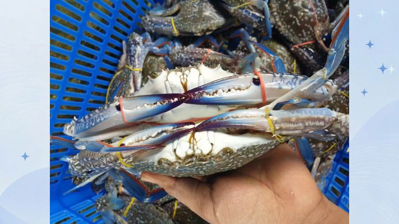 chợ xóm lưới vũng tàu