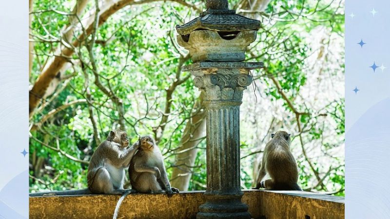 chùa khỉ ở vũng tàu